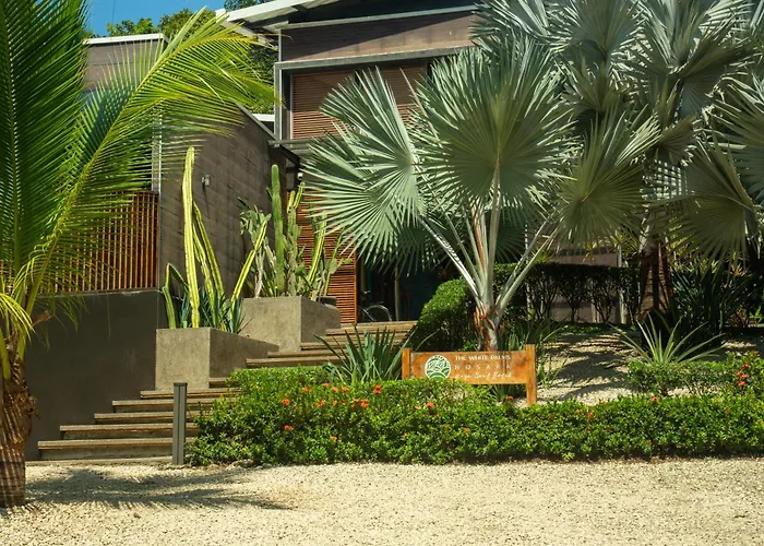 The White Palms Of Nosara